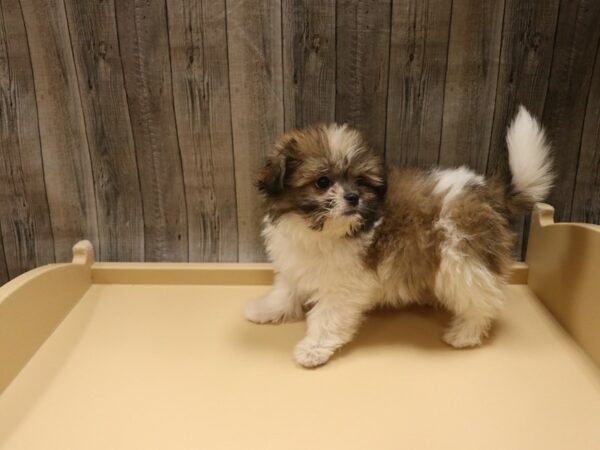 Shihpom DOG Male Brown / White 26520 Petland Racine, Wisconsin