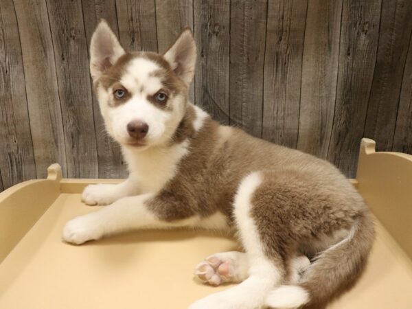 Siberian Husky-DOG-Female-Red / White-26519-Petland Racine, Wisconsin