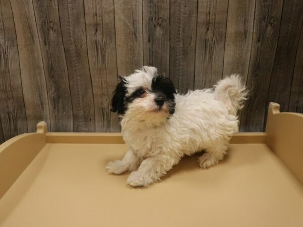 Havanese DOG Male Black 26518 Petland Racine, Wisconsin