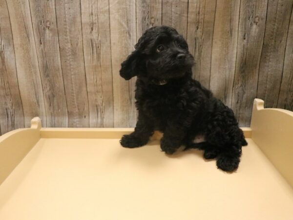 Cockapoo DOG Male Black 26511 Petland Racine, Wisconsin