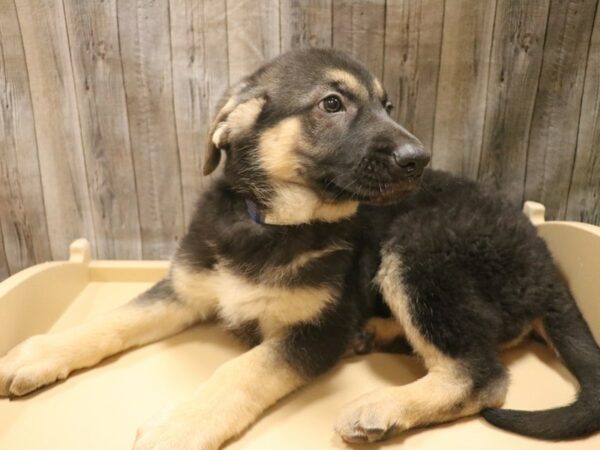 German Shepherd DOG Female BLK/TAN 26509 Petland Racine, Wisconsin