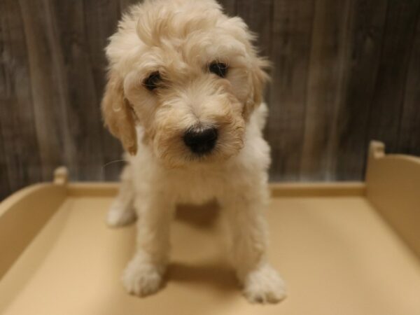 Goldendoodle 2nd Gen-DOG-Female-Cream-26504-Petland Racine, Wisconsin