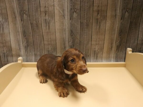 Dachshund-DOG-Female-Chocolate-26502-Petland Racine, Wisconsin