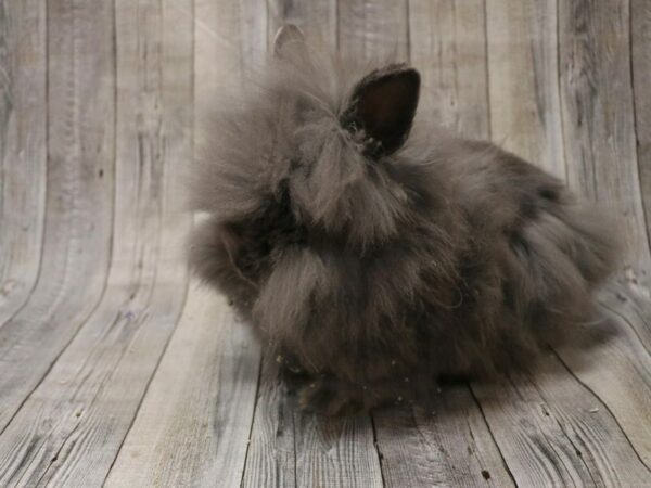 Lionhead-RABBIT-Female--26506-Petland Racine, Wisconsin