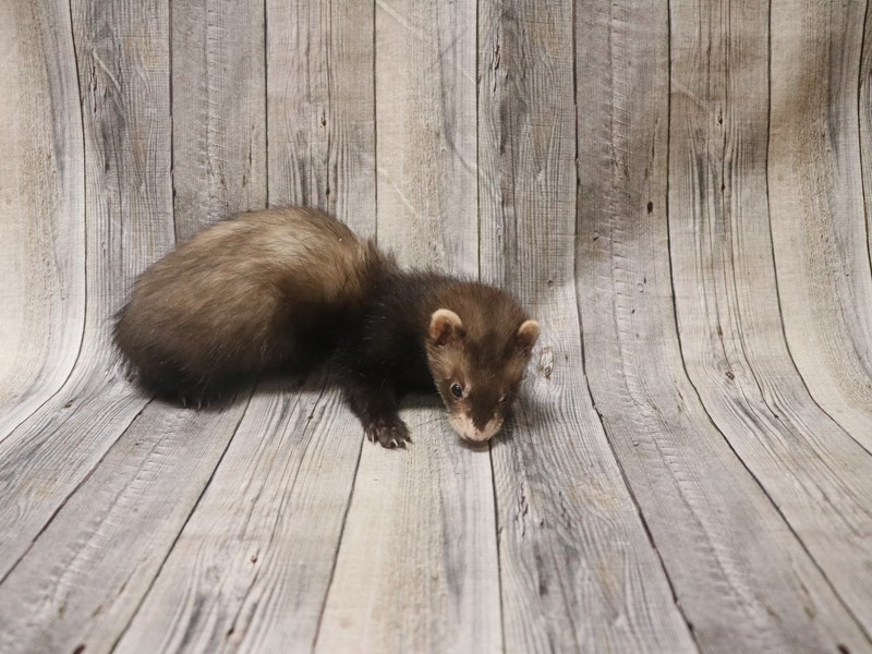 Ferret