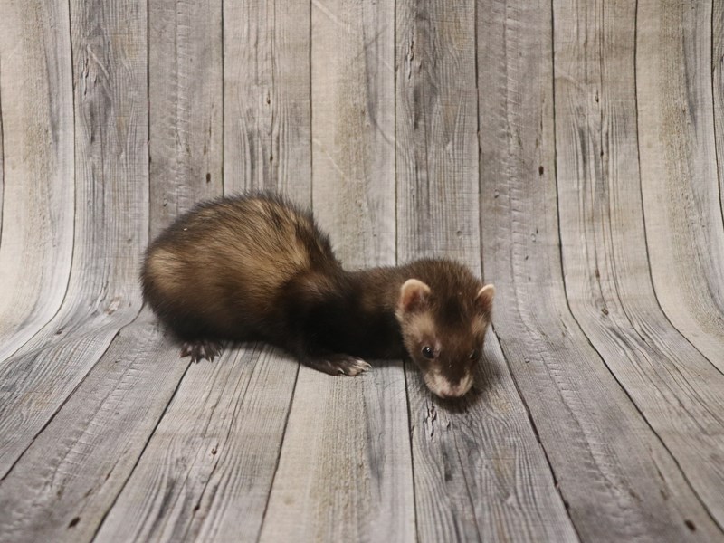 Ferret