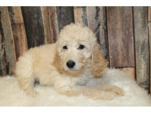 Goldendoodle DOG Female Cream 16680 Petland Racine, Wisconsin