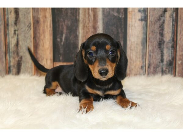 Dachshund-DOG-Male-Black & Tan-16681-Petland Racine, Wisconsin
