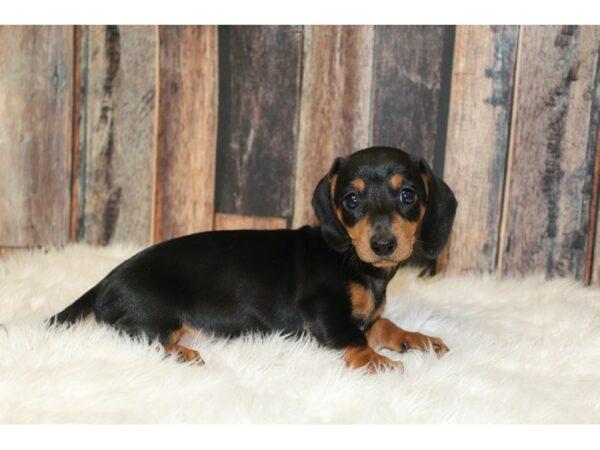 Dachshund-DOG-Female-Black & Tan-16682-Petland Racine, Wisconsin