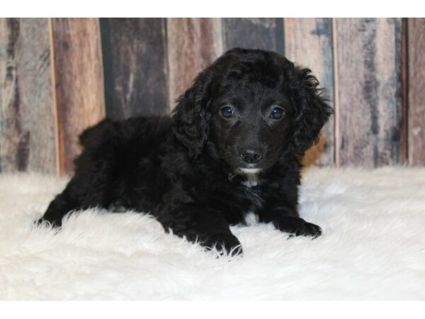 Labradoodle Mini 2nd Gen-DOG-Female-Black-16683-Petland Racine, Wisconsin