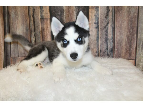 Siberian Husky-DOG-Male-Black / White-16684-Petland Racine, Wisconsin