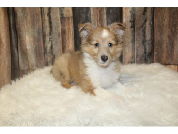 Shetland Sheepdog DOG Male Sable Merle 16686 Petland Racine, Wisconsin