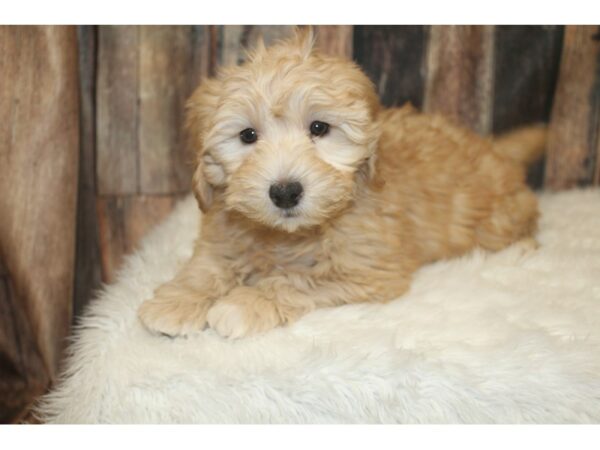 Goldendoodle Mini 2nd Gen-DOG-Female-Apricot-16687-Petland Racine, Wisconsin