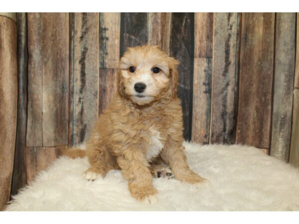 Goldendoodle Mini 2nd Gen DOG Male Apricot 16688 Petland Racine, Wisconsin