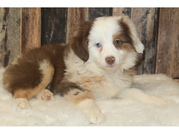 Miniature Australian Shepherd-DOG-Male-Red Merle-16689-Petland Racine, Wisconsin