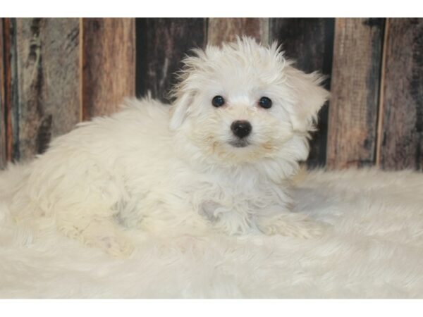 Bichon Frise DOG Female White 16690 Petland Racine, Wisconsin