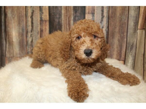 Goldendoodle 2nd Gen DOG Male Red 16691 Petland Racine, Wisconsin