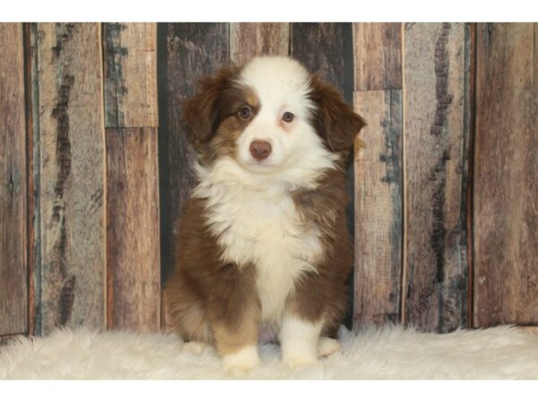 Miniature Australian Shepherd-DOG-Female-Red-16692-Petland Racine, Wisconsin