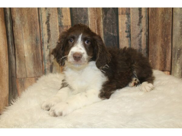 Australian Shepherd/Poodle-DOG-Male-Chocolate / White-16694-Petland Racine, Wisconsin