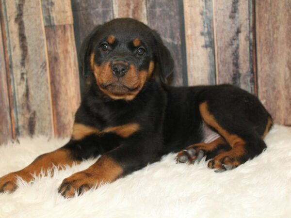 Rottweiler DOG Male Black / Tan 16696 Petland Racine, Wisconsin