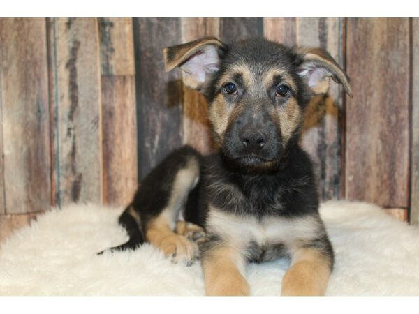 German Shepherd Dog DOG Male Black / Tan 16697 Petland Racine, Wisconsin