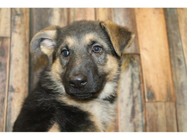 German Shepherd-DOG-Female-Black/Tan-16699-Petland Racine, Wisconsin