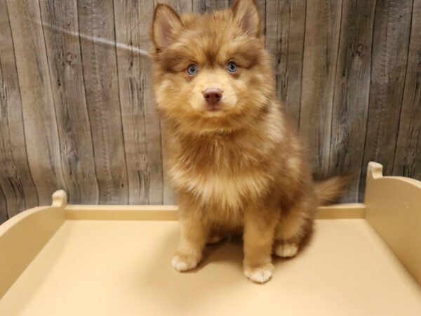 Pomsky-DOG-Male-Chocolate-26547-Petland Racine, Wisconsin