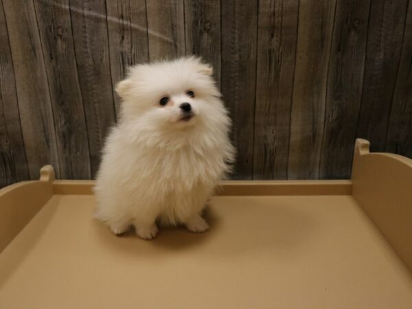 Pomeranian DOG Female Cream 26546 Petland Racine, Wisconsin