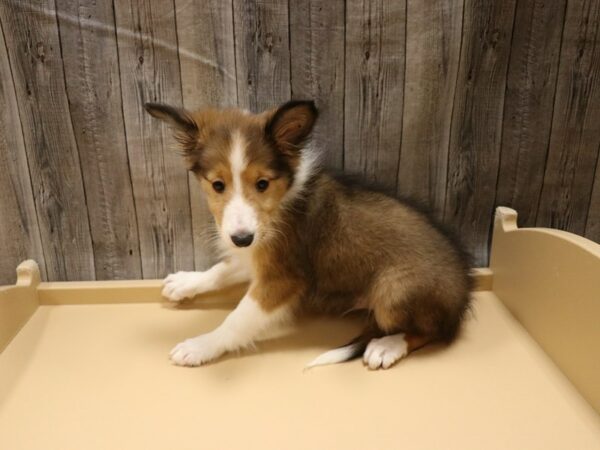 Shetland Sheepdog DOG Male Sable / White 26545 Petland Racine, Wisconsin