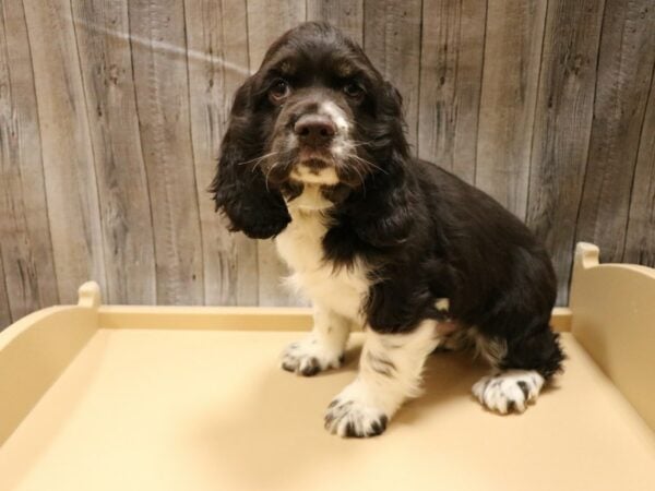 Cocker Spaniel DOG Male Chocolate / White 26544 Petland Racine, Wisconsin