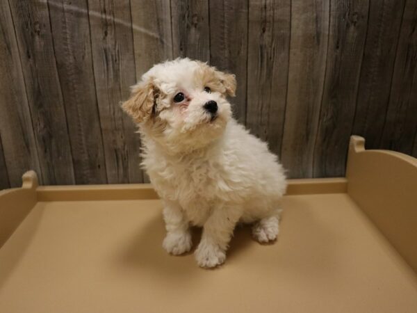 Poodle-DOG-Male-White-26543-Petland Racine, Wisconsin