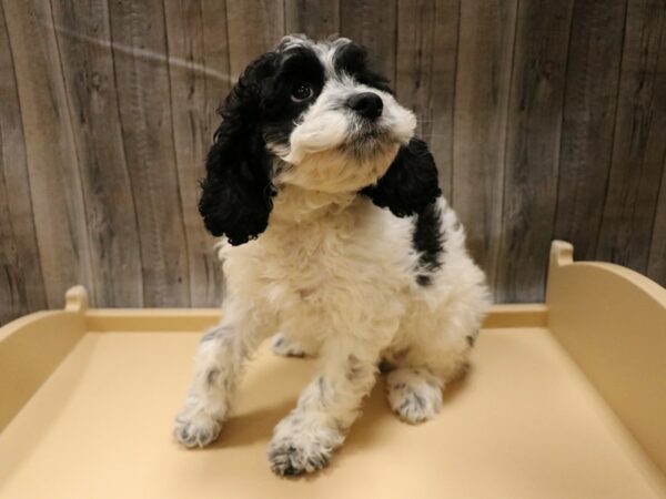 Poodle/Cocker Spaniel DOG Male Black / White 26542 Petland Racine, Wisconsin