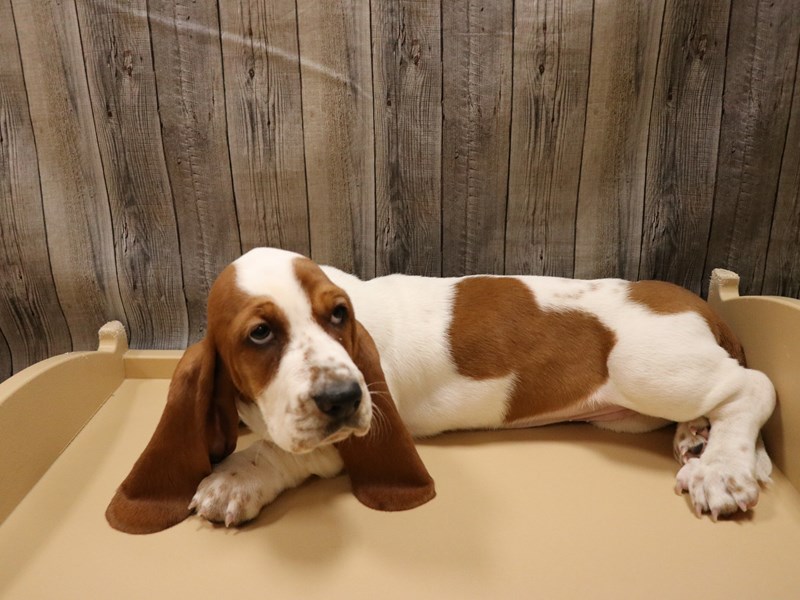 Basset Hound Puppy Red / White ID26538 Located at Petland Racine