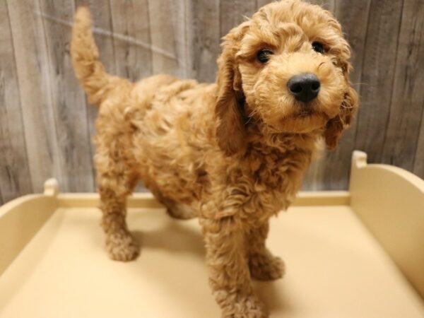 Mini Goldendoodle 2nd Gen DOG Male Red 26537 Petland Racine, Wisconsin