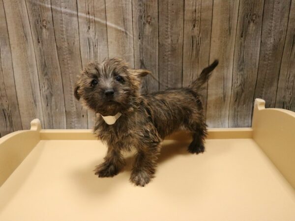 Cairn Terrier DOG Male Brindle 26535 Petland Racine, Wisconsin