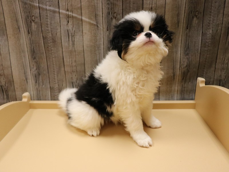 Japanese Chin
