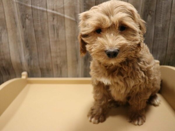 Goldendoodle Mini 2nd Gen DOG Female Apricot 16671 Petland Racine, Wisconsin