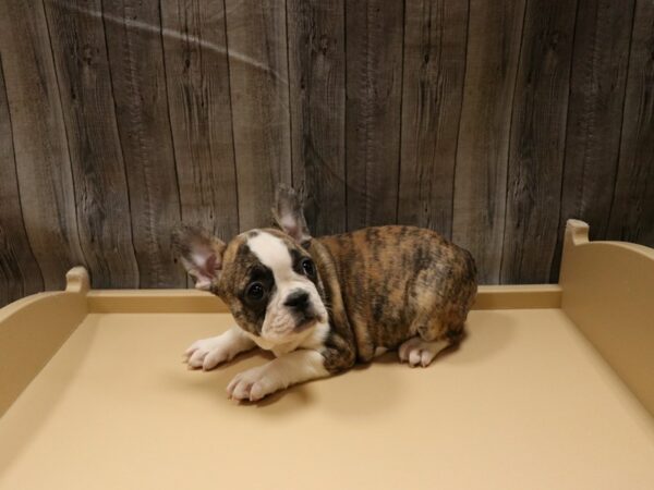 Frenchton DOG Female BRIN/WH 26552 Petland Racine, Wisconsin