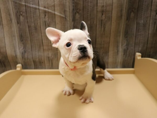 Frenchton-DOG-Male-BRIN/WH-26551-Petland Racine, Wisconsin