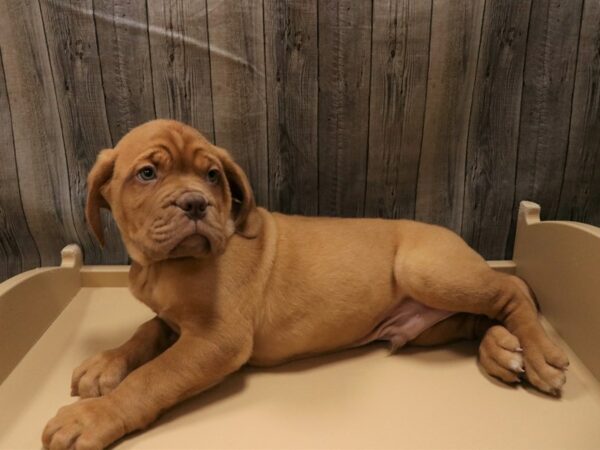 Dogue de Bordeaux DOG Male RED 26548 Petland Racine, Wisconsin