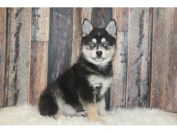 Alaskan Klee Kai/Australian Shepherd DOG Male Black / White 16701 Petland Racine, Wisconsin