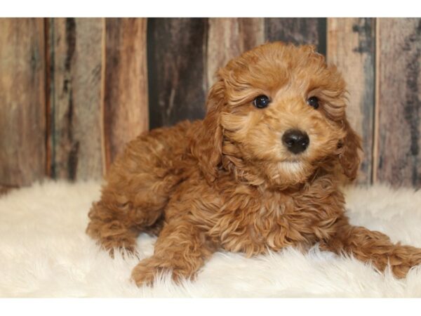 Goldendoodle Mini 2nd Gen DOG Female Red 16702 Petland Racine, Wisconsin