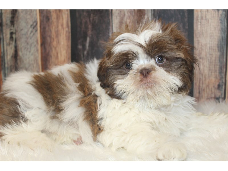 Shih Tzu