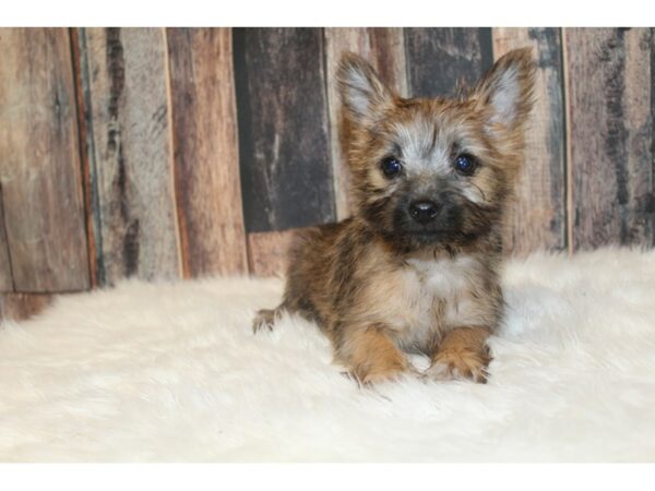 Cairn Terrier DOG Female Brindle 16706 Petland Racine, Wisconsin