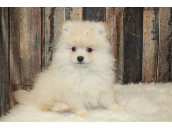 Pomeranian DOG Male Cream 16707 Petland Racine, Wisconsin