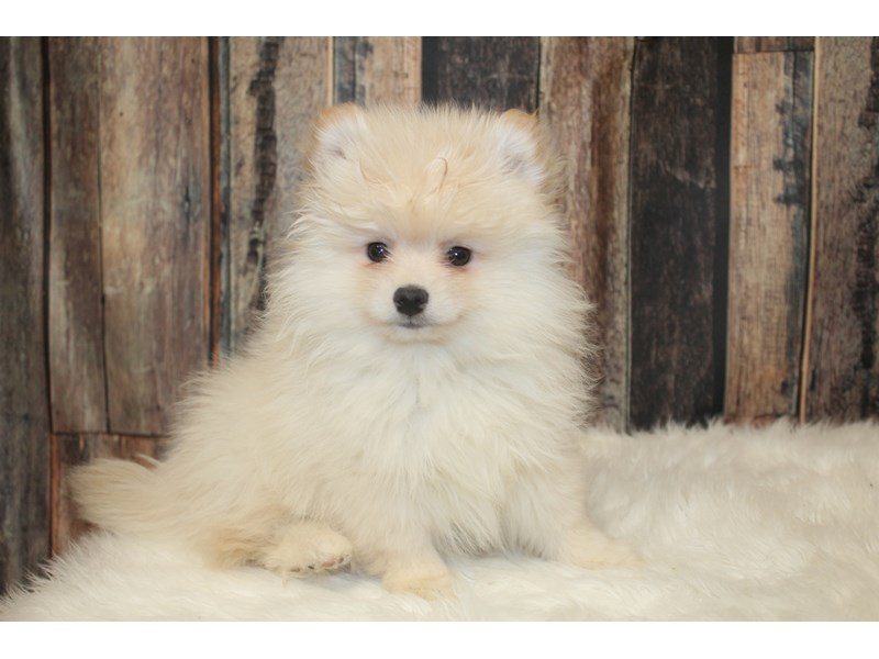 Pomeranian