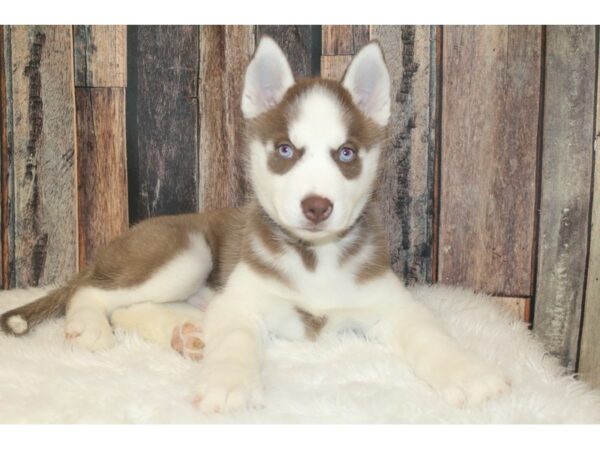 Siberian Husky-DOG-Male-Red / White-16708-Petland Racine, Wisconsin
