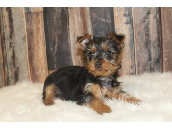 Silky Terrier DOG Male Black / Tan 16709 Petland Racine, Wisconsin