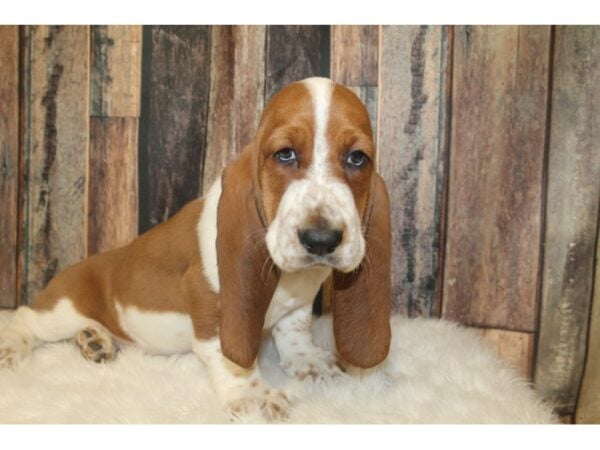 Basset Hound DOG Male Red / White 16710 Petland Racine, Wisconsin