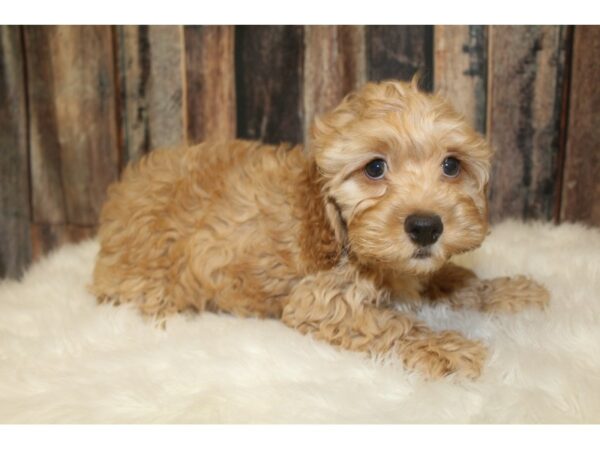 Cock A Poo DOG Male Apricot 16712 Petland Racine, Wisconsin